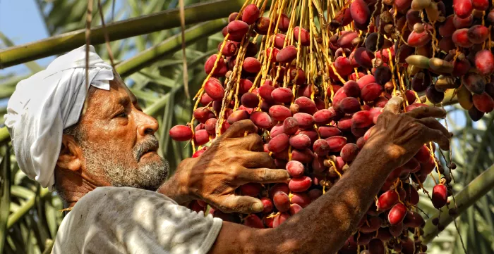 A migrant worker collecting dates