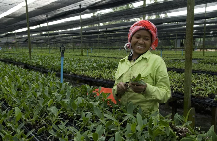 Orchid farmer in Thailand.