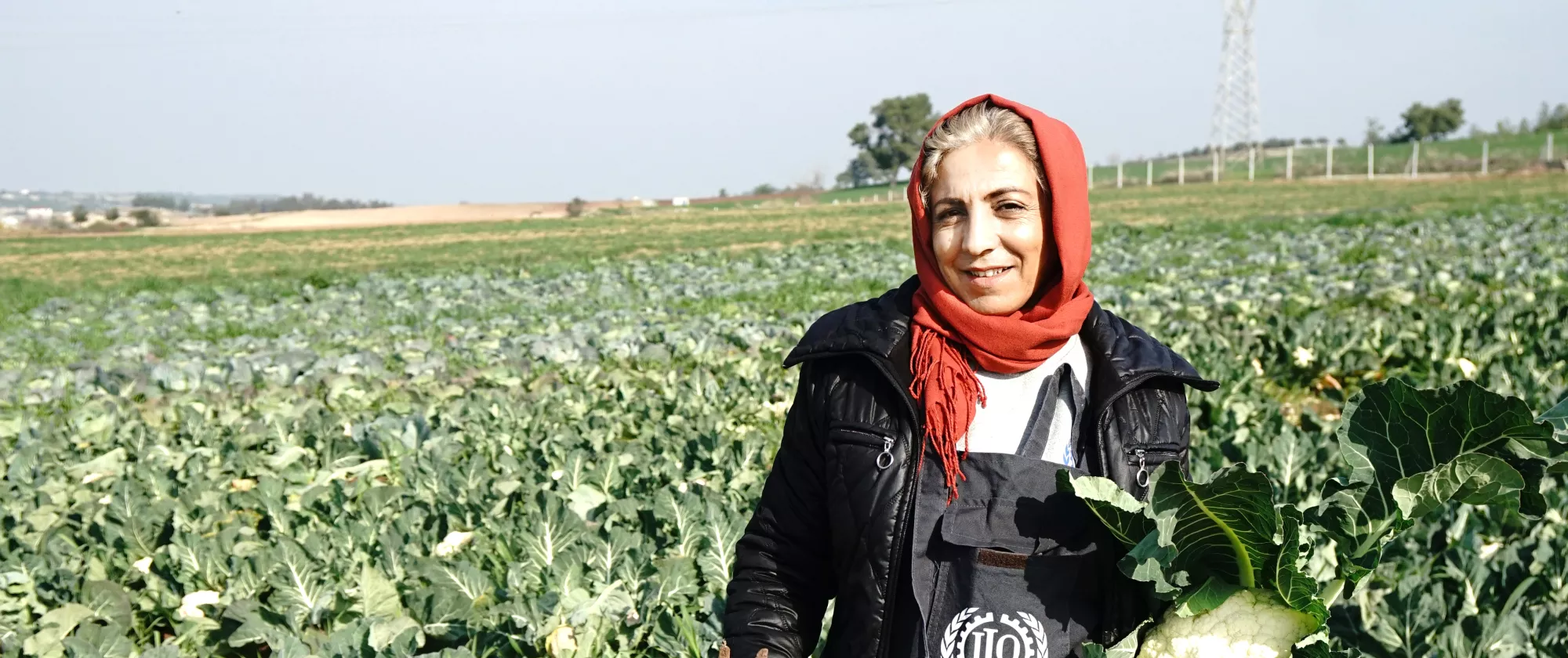 A woman farmer picking cauliflowers in Adana, Turkiye